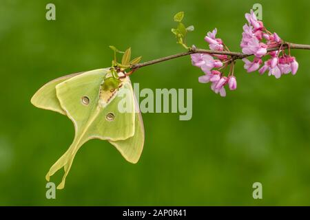 Luna Moth (Actias luna) s'est posé sur l'Est de Redbud en pleine floraison. Great Smoky Mountains National Park, Illinois, au printemps. Banque D'Images