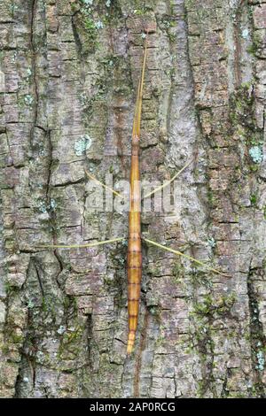 (Diapheromera femorata Walkingstick nord) aka Walkingstick commun reposant sur le tronc de l'arbre. Weiser State Forest, North Carolina, septembre. Banque D'Images