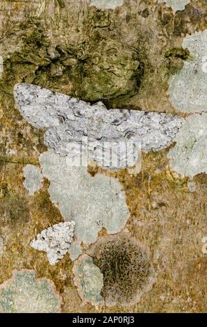 Gris à ligne tordue (Iridopsis larvaria) avec Little White Lichen Moth (Clemsia albata) la teigne de Lichen est la plus petite de la rivière Ronague, Caroline du Nord. Banque D'Images