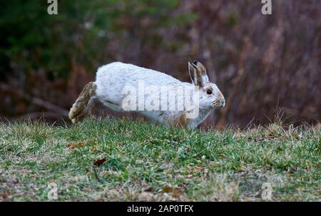 Le lièvre (Lepus americanus), en manteau d'hiver, en Nouvelle-Écosse, Canada, Banque D'Images