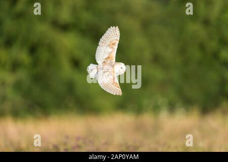 Effraie des clochers (Tyto alba) (C), Andover, Hampshire, Angleterre Banque D'Images