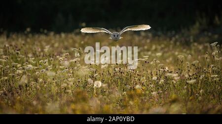 Effraie des clochers (Tyto alba), (C), Hampshire, England, UK Banque D'Images