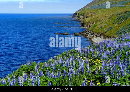 Vue spectaculaire sur les falaises couvertes de fleurs pourpres lupin en été près d'Olafsfjordur, Islande Banque D'Images