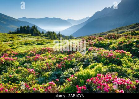 Lever du soleil sur le pâturage de montagne Chalberboden. Berne, Suisse Banque D'Images