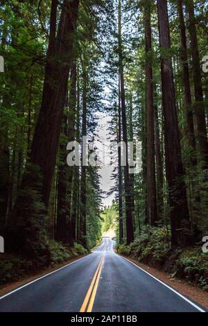 La lumière s'estompe lentement sur l'Avenue of the Giants, Nord de la Californie, USA Banque D'Images