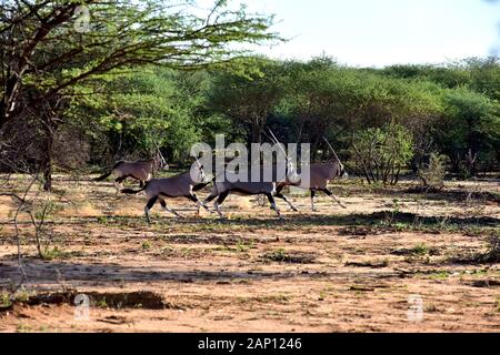 Okonjima, la Namibie. 08Th Mar, 2019. Les antilopes (Oryx gazella Oryx) galop à travers un espace ouvert dans l'Okonjima Réserve Naturelle, prise le 04.03.2019. L'Okonjima Réserve naturelle est connue pour ses nombreuses observations de Leopard et Lion et est le foyer de la fondation Africat, une fondation qui vise à contribuer à la conservation des prédateurs dans leur milieu naturel. Credit : Matthias Toedt/dpa-Zentralbild/ZB/Photo Alliance | utilisée dans le monde entier/dpa/Alamy Live News Banque D'Images