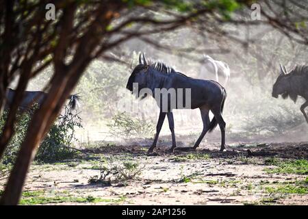 La Namibie. 08Th Mar, 2019. Un troupeau de gnous s'enroule la poussière tôt le matin dans la réserve naturelle Okonjima, prise le 04.03.2019. Credit : Matthias Toedt/dpa-Zentralbild/ZB/Photo Alliance | utilisée dans le monde entier/dpa/Alamy Live News Banque D'Images