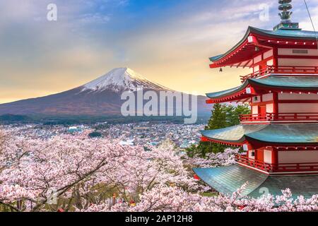 Fujiyoshida, Japon avec Mt. Fuji et Chureito Pagoda au crépuscule pendant la saison des cerisiers en fleur au printemps. Banque D'Images
