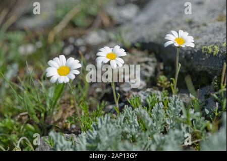 Alpine Moon Daisy (Leucanthemopsis alpina), plante à fleurs. Allemagne Banque D'Images