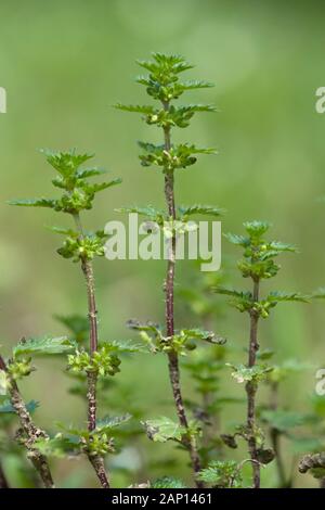 Chien Nettle (Urtica Urens). Allemagne Banque D'Images