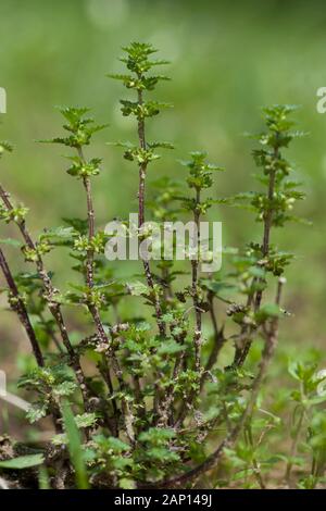 Chien Nettle (Urtica Urens). Allemagne Banque D'Images