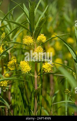 Loosestrife tufté (Lysimachia thyrsiflora). Floraison Banque D'Images