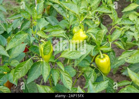 Poivrons verts poussant sur des arbustes dans le jardin. Le bulgare ou le poivron. Banque D'Images