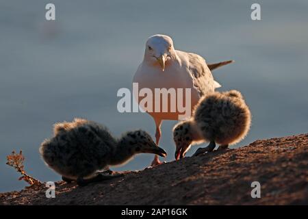 Goéland Du Hareng (Larus Argentatus). Parent avec deux poussins debout sur une falaise. Helgoland, Allemagne Banque D'Images
