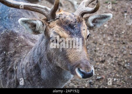 Cerfs majestueux dans les bois avec de grands bois à dans la distance Banque D'Images