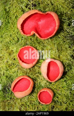 Sarcoscypha coccinea Scarlet Elf Tasses à Wigan clignote la réserve naturelle locale, UK Banque D'Images