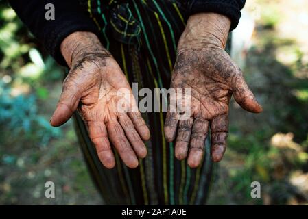 Mains de la femme âgée autochtone. Elle travaille de 5 h à 20 h tous les jours dans une plantation de café près de Calle San Lazaro, Antigua, Guatemala. Janvier 2019 Banque D'Images