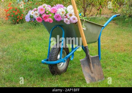 Après le travail au jardin d'été. Brouette avec des fleurs coupées et la cosse sur l'herbe verte. Banque D'Images