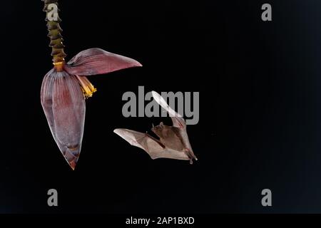 La chauve-souris d'Apallas à longue langue nourrit une fleur dans la forêt tropicale du Costa Rica. Banque D'Images