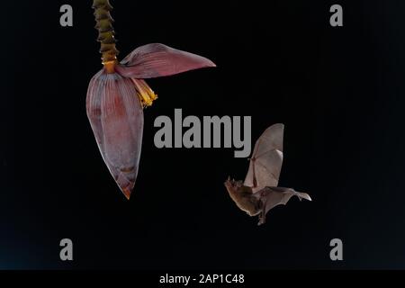 La chauve-souris d'Apallas à longue langue nourrit une fleur dans la forêt tropicale du Costa Rica. Banque D'Images