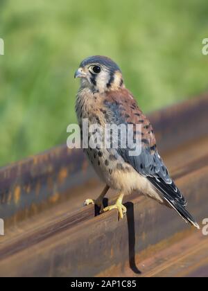 Close up of American kestrel au repos Banque D'Images