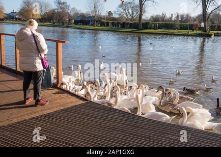 Femme nourrissant les cygnes sur la rivière Avon à Stratford-upon-Avon, Warwickshire Banque D'Images