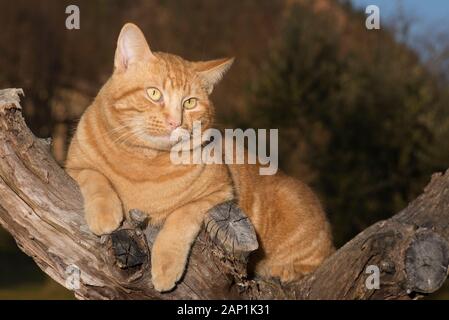 Ginger tabby chat dans un arbre Banque D'Images