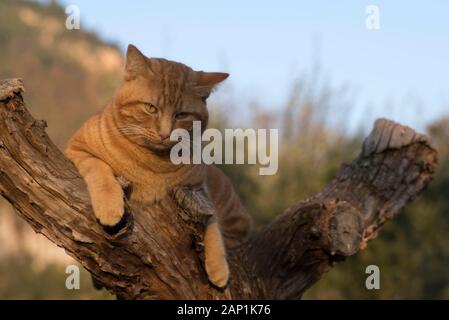 Ginger tabby chat dans un arbre Banque D'Images