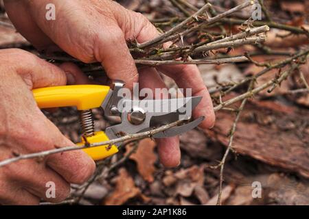 Le début du printemps et la fin de l'automne sont le moment de prouer les buissons dans le jardin. Cisailles à élaguer jaune dans la main du jardinier. Banque D'Images