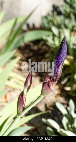 Iris fleur pourpre bourgeons closeup Banque D'Images