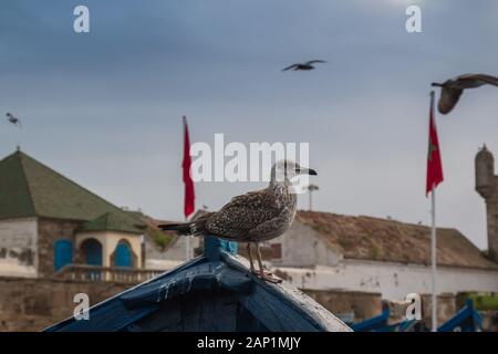 Seagull assise sur le bord d'un bateau bleu, typique pour ce site. Automne nuageux ciel du matin. Forteresse historique et du port de pêche à Essaouira, M Banque D'Images