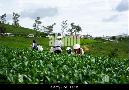 Travailleurs en costume de travail, chapeau conique récoltant du thé à la colline de thé Cau Dat (ferme de Cau Dat) à Dalat, au Vietnam Banque D'Images