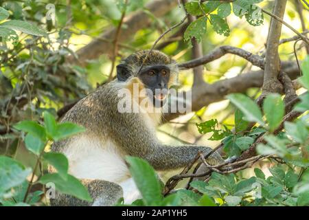 Mer Grünmeerkatze Chlorocebus sabaeus, parc forestier de Bijilo, Gambie, Bijilo, Westafrika | singe vert Chlorocebus sabaeus, parc forestier de Bijilo, Banque D'Images