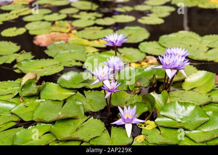 Nénuphars pourpre gonflant dans l'étang. Plantes aquatiques dans le jardin botanique. Nenuphar, nymphée ou fleurs de lotus bleu Banque D'Images