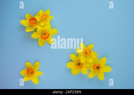 Arrière-plan de Pâques au printemps de jonquilles ou narcisse sur fond bleu turquoise. Jonquilles fraîches fleurs sur fond bleu. Mise à plat, vue du dessus, copiez Banque D'Images