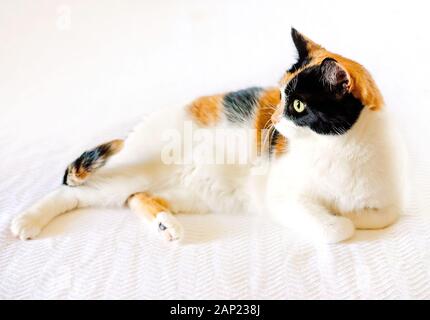 Citrouille, un chat calico, repose sur un couvre-lit blanc, le 7 janvier 2018, dans la région de Coden, Alabama. Banque D'Images