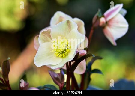 Helleborus 'Cannelle Neige' Banque D'Images