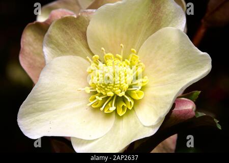 Helleborus 'Cannelle Neige' Banque D'Images