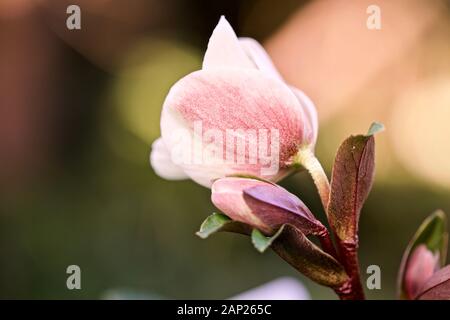 Helleborus 'Cannelle Neige' Banque D'Images