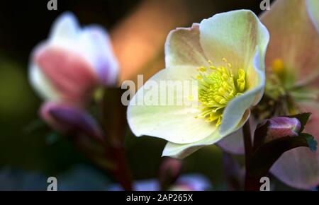 Helleborus 'Cannelle Neige' Banque D'Images