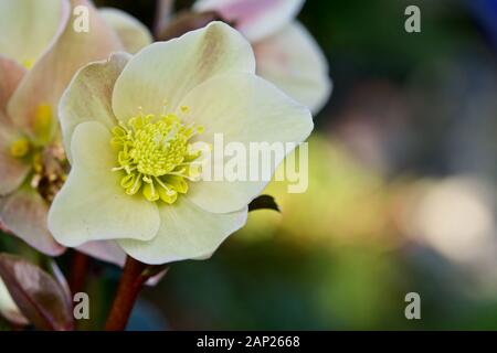 Helleborus 'Cannelle Neige' Banque D'Images