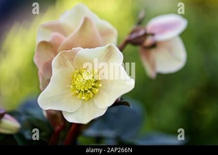 Helleborus 'Cannelle Neige' Banque D'Images