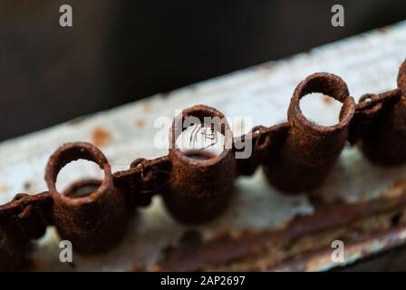 Araignée dans une cartouche-belt Banque D'Images