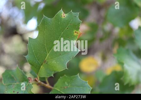 Coast Live Oak, Quercus Agrifolia, est un concurrent natif du biome Chaparral de Will Rogers State Park, situé dans les montagnes de Santa Monica. Banque D'Images