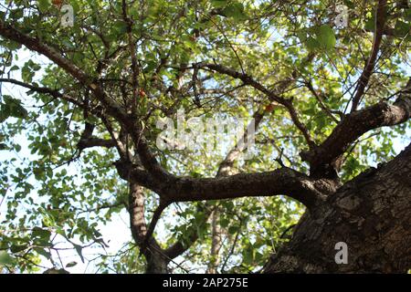 Coast Live Oak, Quercus Agrifolia, est un concurrent natif du biome Chaparral de Will Rogers State Park, situé dans les montagnes de Santa Monica. Banque D'Images