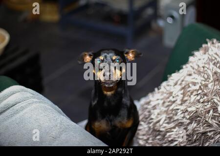 Close up de pinscher nain (Canis lupus familiaris, mini doberman) sitting on sofa avec coussin blanc et couverture. Le chien est en position verticale avec Banque D'Images