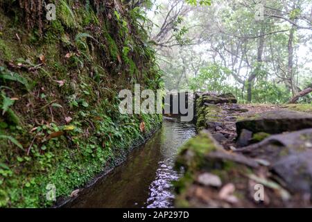 Chemin de randonnée de brouillard dans la forêt de Levada do Caldeirao Verde Trail, l'île de Madère, au Portugal. Banque D'Images