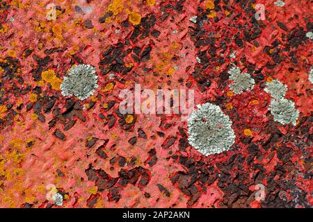 La vieille peinture rouge écaille la plaque d'acier rouillée avec de la lichen qui prend en charge les taches. Princes Wharf, Waitemata Harbour, Auckland, Nouvelle-Zélande Banque D'Images