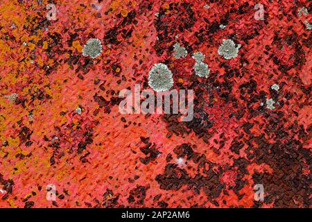 La vieille peinture rouge écaille la plaque d'acier rouillée avec de la lichen qui prend en charge les taches. Princes Wharf, Waitemata Harbour, Auckland, Nouvelle-Zélande Banque D'Images