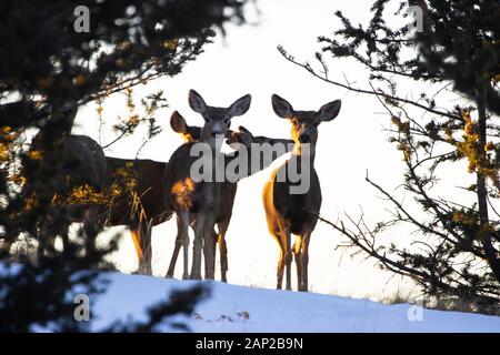 Petit troupeau de cerfs-mulets dans un Rocky Mountain meadow début sur un beau matin d'hiver Banque D'Images